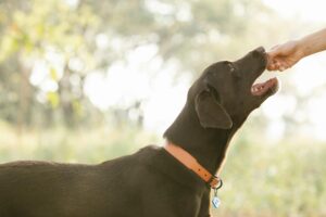 Dog health and nutrition