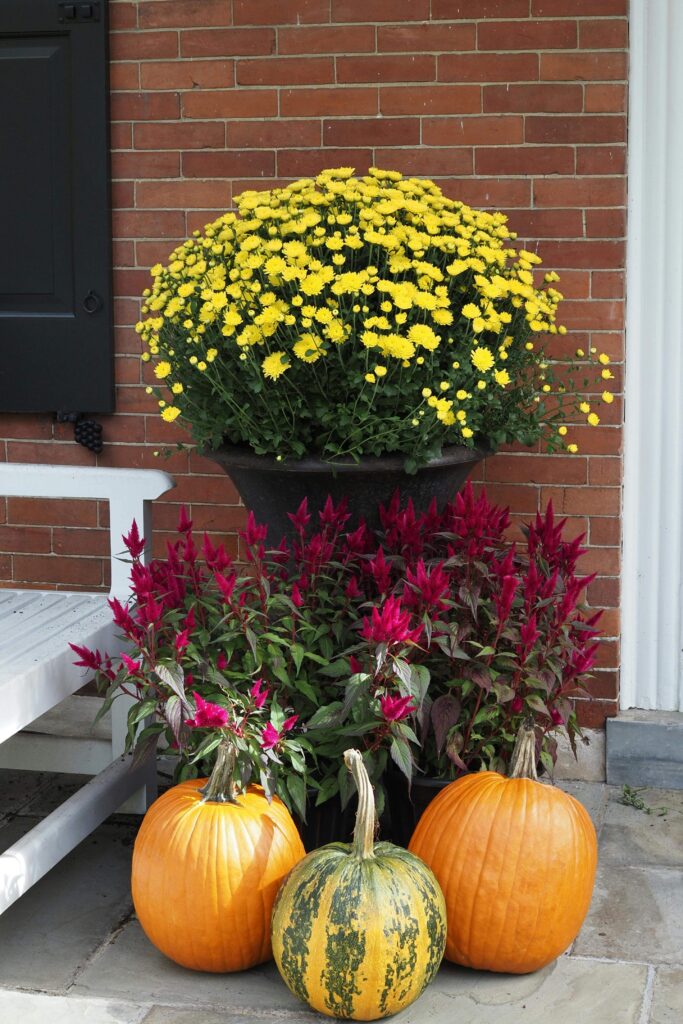 Autumn-friendly plants adding colour to a backyard garden