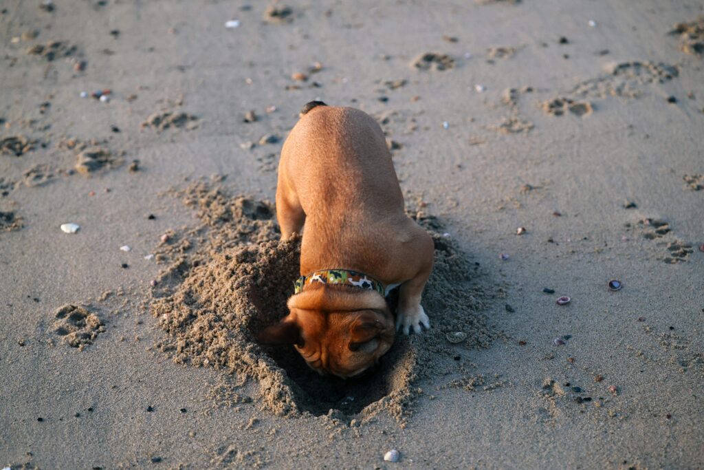 dog digging in designated sandpit area