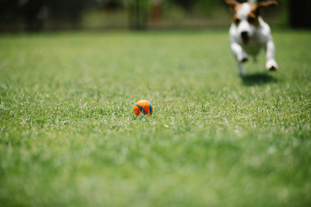 dog playing in backyard to reduce digging behavior