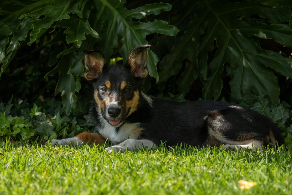 dog resting in shaded backyard to stay cool